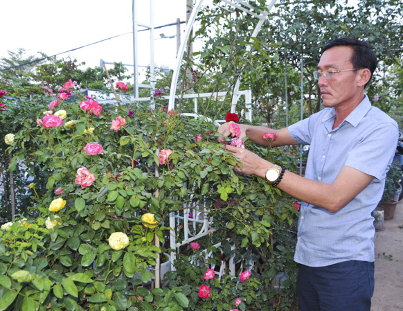 Anh Đoàn Xuân Sơn chăm sóc vườn hồng.