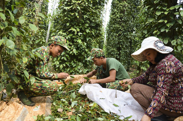 Cán bộ, chiến sĩ Trung đoàn 88 - Sư đoàn 302 tham gia hái tiêu cho các hộ dân của huyện Châu Đức. 