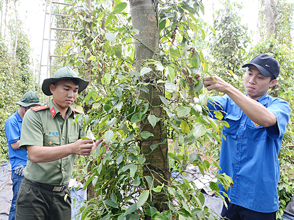 ĐVTN Thành Đoàn Bà Rịa hỗ trợ hộ ông Võ Công Dương (xã Bình Giã) thu hoạch tiêu.