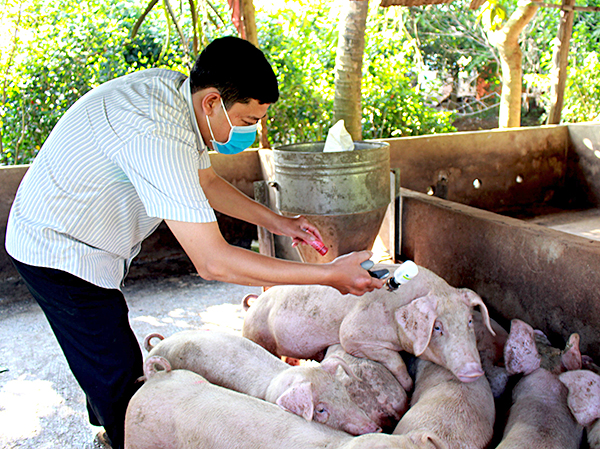 Hiện nay, các địa phương của tỉnh đang khẩn trương công tác tiêu độc khử trùng và tiêm phòng cho heo. Trong ảnh: Tiêm phòng vắc xin cho heo tại xã Xà Bang, huyện Châu Đức.