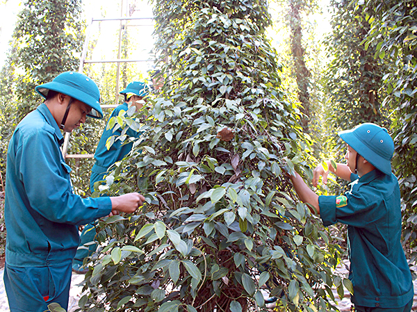 Việc diện tích tiêu tăng “nóng” là nguyên nhân lớn làm lượng nhân công thời vụ không đáp ứng đủ nhu cầu, khiến huyện Châu Đức phát động đợt “giải cứu” chưa có tiền lệ.