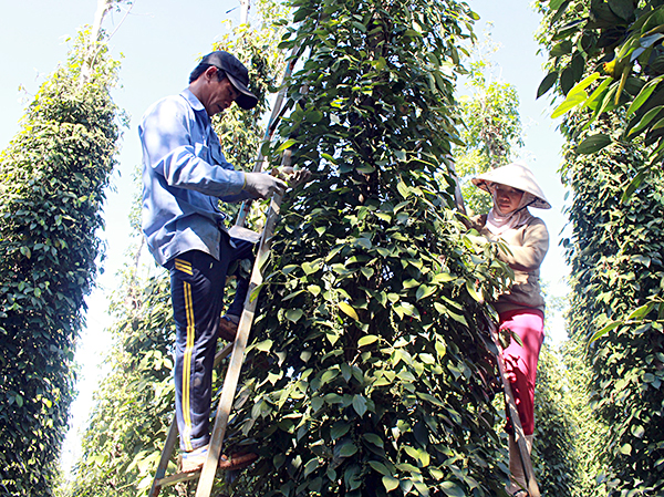 Thu hoạch tiêu tại nhà ông Nguyễn Phương Đông, thôn Tân Hưng, xã Bàu Chinh, huyện Châu Đức.      Ảnh: QUANG VINH