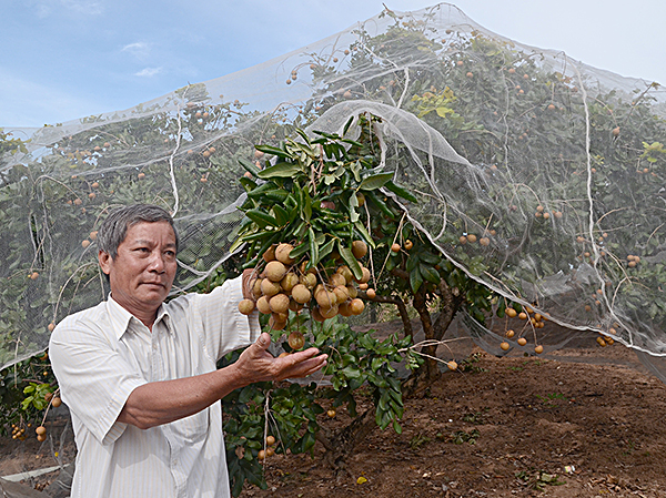 Vườn nhãn xuồng cơm vàng của ông Lê Trương Vinh (58/9, Nguyễn Gia Thiều, phường 12, TP. Vũng Tàu). 