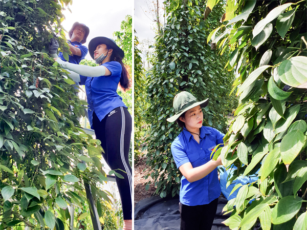 Sinh viên CLB Tình nguyện trường CĐ Sư phạm Bà Rịa-Vũng Tàu thu hoạch hồ tiêu giúp gia đình ông Trần Văn Quang ở thôn 2, xã Bình Trung vào sáng 23-2. Ảnh: CÔNG BẰNG