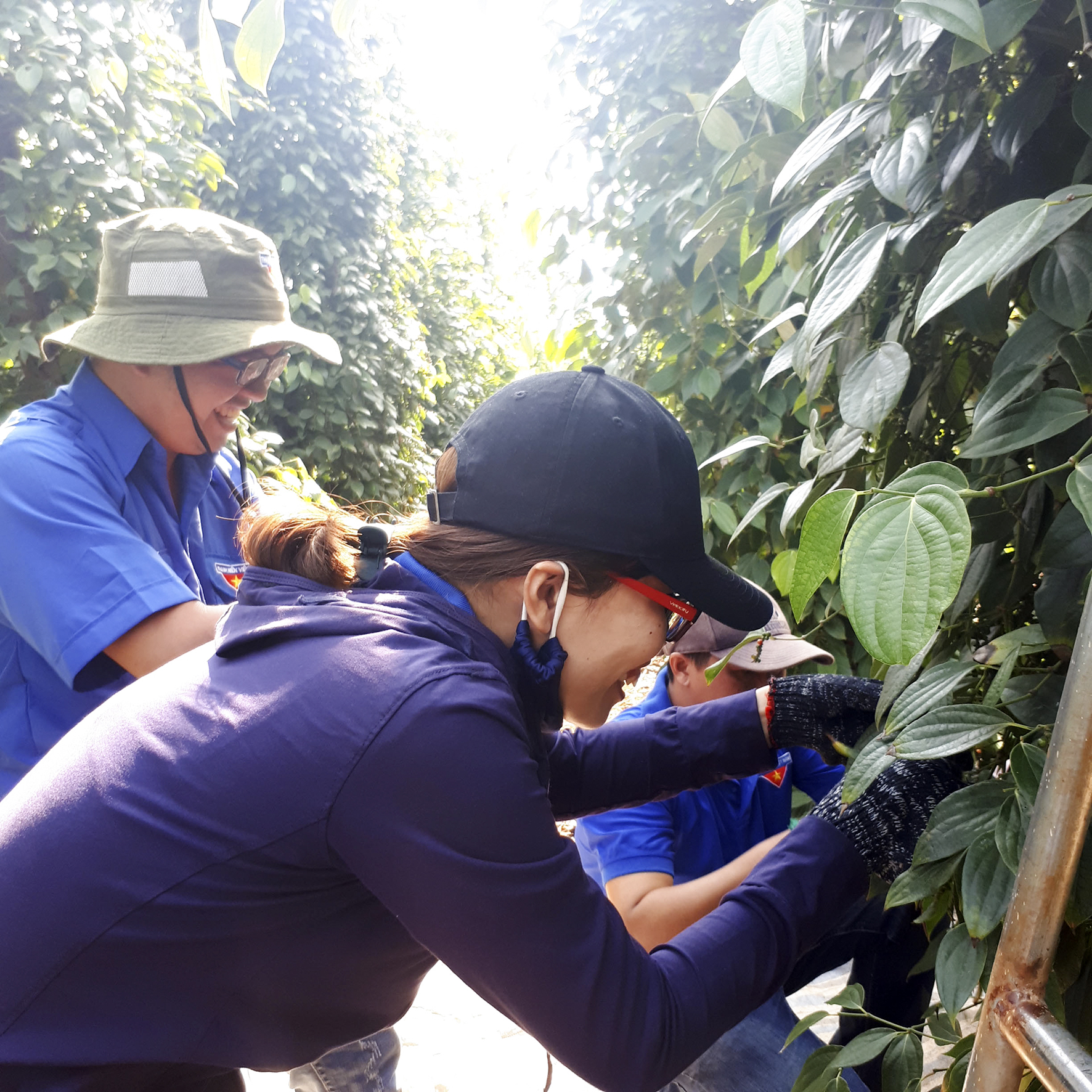 Hưởng ứng Tháng Thanh niên, các đoàn viên huyện Đất Đỏ thu hoạch hồ tiêu giúp nông dân xã Long Tân.
