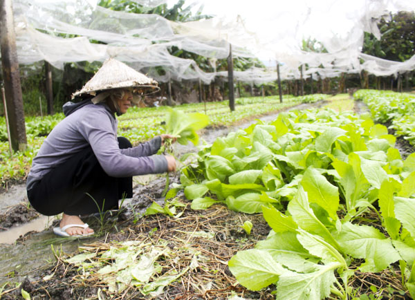Thu hoạch rau tại HTX Nông nghiệp Quyết Thắng, phường Long Hương, TP.Bà Rịa.