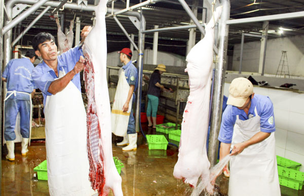 Giết mổ gia súc với công nghệ hiện đại, đảm bảo vệ sinh tại cơ sở của công ty TNHH Công Thành, huyện Long Điền.