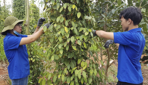 Đoàn viên, thanh niên giúp người dân xã Hòa Bình, huyện Xuyên Mộc thu hoạch hồ tiêu. Ảnh: MINH NHÂN