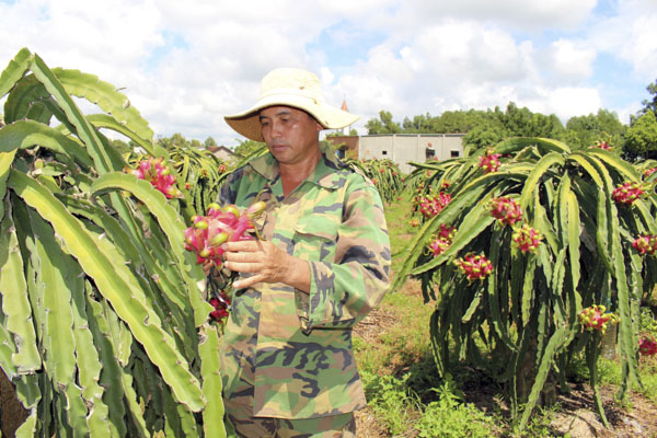Thu hoạch thanh long tại nhà ông Nguyễn Văn Ba (xã Bông Trang, huyện Xuyên mộc).