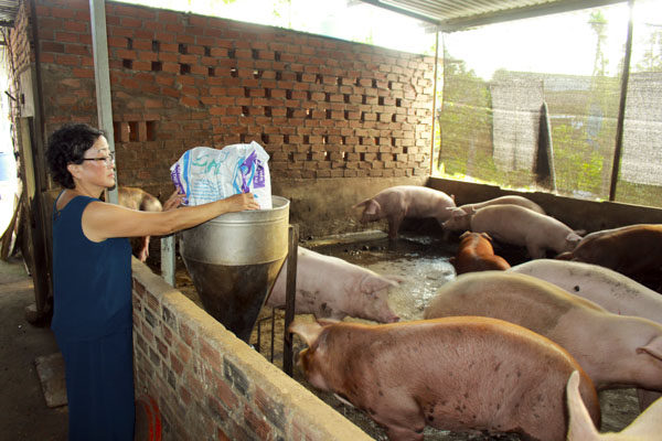 Bà Nguyễn Thị Bạch Liên (ấp Liên Hiệp 1, xã Xà Bang, huyện Châu Đức) chăm sóc đàn heo của gia đình. 