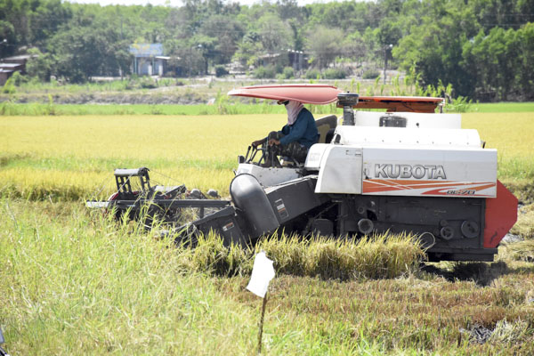 Thu hoạch lúa bằng máy gặt đập liên hợp tại xã Láng Dài, huyện Đất Đỏ. 