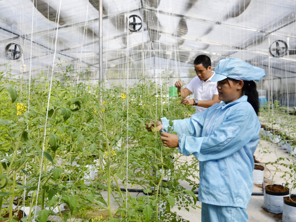 Công nghiệp công nghệ cao là một trong 5 mũi nhọn kinh tế có mức tăng trưởng tốt.  Trong ảnh:  Công nhân Công ty CP nông nghiệp công nghệ cao Vifarm chăm sóc rau trồng theo phương pháp thủy canh. Ảnh: VÂN ANH