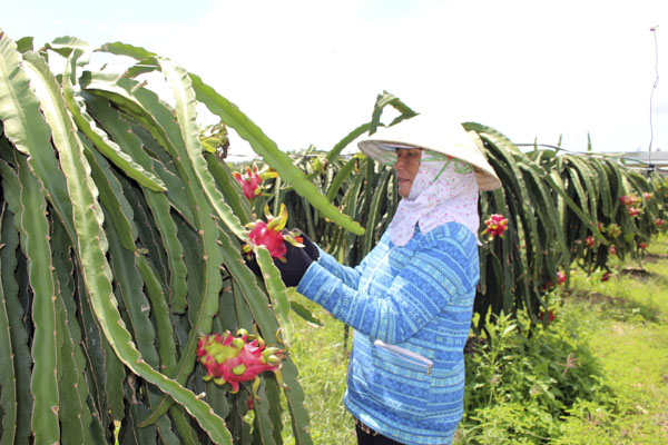 Thu hoạch thanh long tại vườn nhà ông Nguyễn Thanh Hải (xã Bưng Riềng, huyện Xuyên Mộc).
