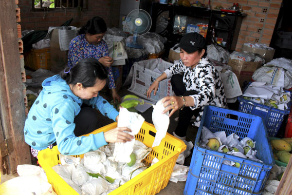 Thương lái thu mua xoài tại ấp Bình Thắng, xã Bình Châu, huyện Xuyên Mộc.