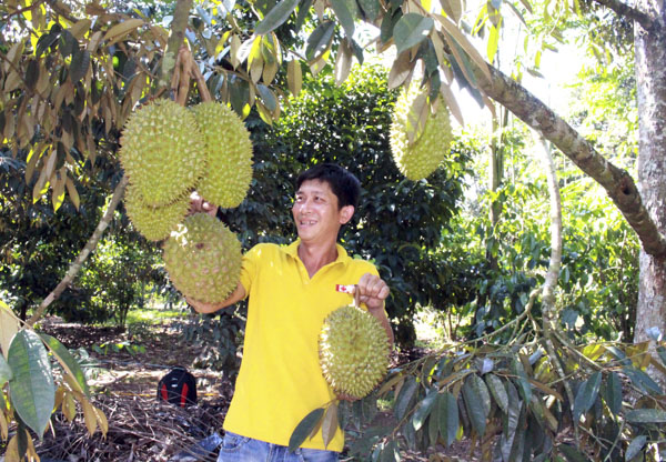 Nếu làm tốt công tác truy xuất nguồn gốc, nhiều loại trái cây hiện đang chỉ xuất khẩu bằng tiểu ngạch qua Trung Quốc có cơ hội lớn vào thị trường này bằng chính ngạch. Trong ảnh: Thu hoạch sầu riêng tại nhà bà Chạc Bắc Kiếu, xã Xà Bang, huyện Châu Đức. Ảnh: QUANG VINH