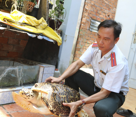 Lực lượng chức năng tiếp nhận 2 cá thể rùa để thả về biển.