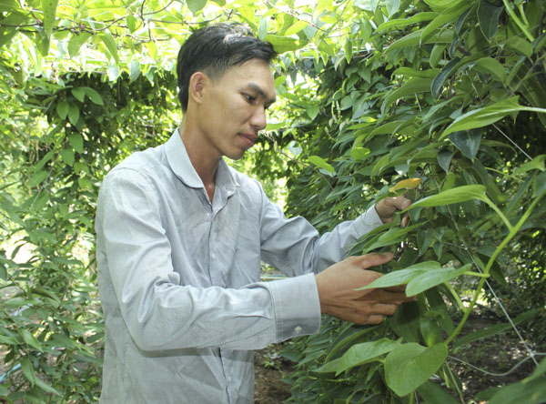 Anh Nguyễn Thanh Tuấn (ấp Tân Hội, xã Phước Hội) bên giàn lưới đỡ thân cây khoai mài.