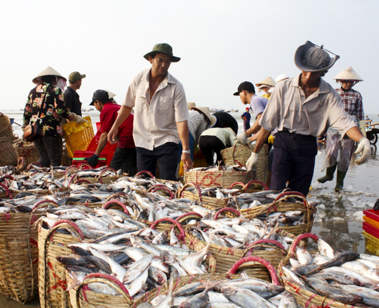 Việc đưa tàu cá đi khai thác hợp pháp ở nước ngoài giúp nâng cao hiệu quả đánh bắt thủy, hải sản. Trong ảnh:  Ngư dân TT. Long Hải (huyện Long Điền) vận chuyển cá sau chuyến biển đi tiêu thụ. Ảnh: VÂN ANH