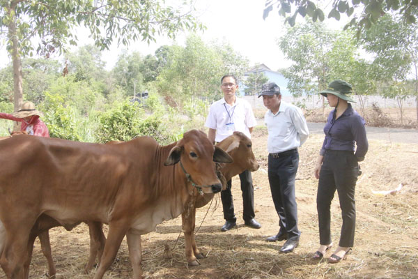 Ban Văn hóa-xã hội HĐND tỉnh khảo sát tình hình chăn nuôi bò giống của gia đình ông Dương Văn Tốt (dân tộc Châu Ro, phường Hắc Dịch, TX. Phú Mỹ) tháng 4-2019.