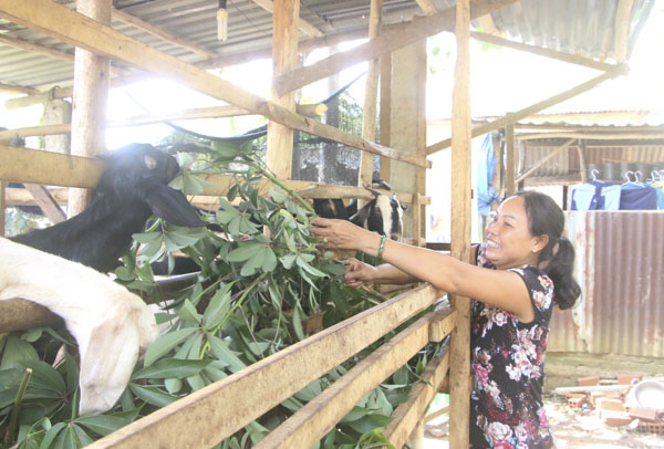 Nhờ được hỗ trợ con giống, đời sống kinh tế của đồng bào dân tộc đã khấm khá hơn. Trong ảnh:  Chăm sóc dê tại gia đình ông Dương Văn Trắng, dân tộc Châu Ro, phường Hắc Dịch, TX.Phú Mỹ. Ảnh:  BÙI HƯƠNG