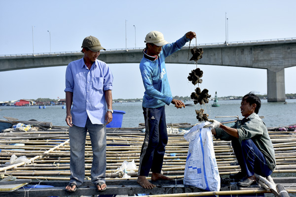 6 tháng cuối năm 2019, TP. Vũng Tàu sẽ tập trung giải quyết các nhiệm vụ trọng tâm trong đó có việc sắp xếp lại việc nuôi trồng thủy sản trên sông Chà Và và sông Dinh. Trong ảnh: Thu hoạch hàu trên sông Chà Và.