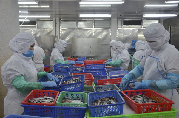 Chế biến hàng xuất khẩu tại Công ty Baseafood.