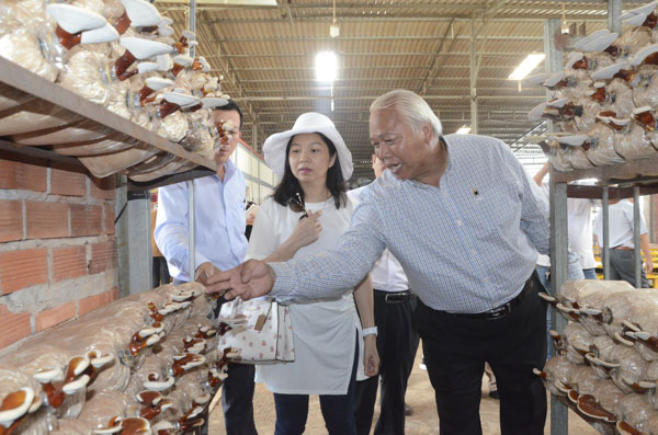 Đoàn khảo sát Sở Du lịch và địa phương tham quan, tìm hiểu mô hình sản xuất nấm linh chi tại Công ty TNHH nông nghiệp công nghệ cao U.S Farm (huyện Châu Đức).