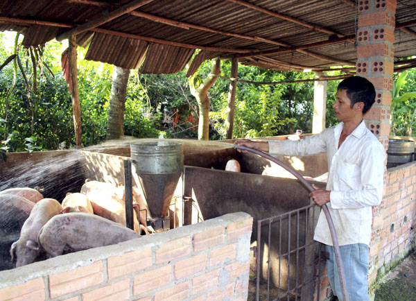 Ông Lê Anh Duy, ấp Liên Lộc, xã Xà Bang, huyện Châu Đức chăm sóc đàn heo.