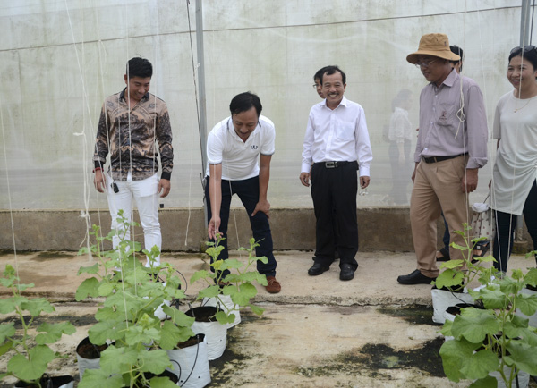 Đoàn khảo sát Sở Du lịch tìm hiểu quy trình trồng dưa lưới trong nhà màng tại Nông trại Green Farm.