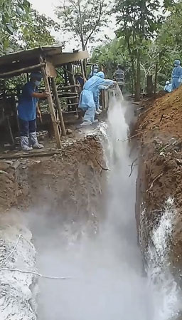 Cơ quan chức năng tiến hành tiêu độc, khử trùng và tiêu hủy đàn heo bị mắc bệnh dịch tả heo châu Phi của hộ ông Bùi Thanh Bình (khu phố 7, phường Phước Hưng, TP. Bà Rịa).