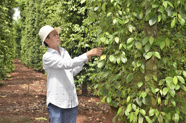 Ông Vòng Thín Phốc (xã Hòa Hiệp, huyện Xuyên Mộc) đang canh tác  6ha tiêu, mỗi năm thu hoạch khoảng 20 tấn hồ tiêu.