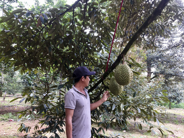 Nông dân lo lắng khi giá sầu riêng giảm mạnh. Trong ảnh: Vườn sầu riêng của gia đình anh Vòng A Sy (ấp Liên Đức, xã Xà Bàng, huyện Châu Đức) đang vào cuối vụ mùa thu hoạch.