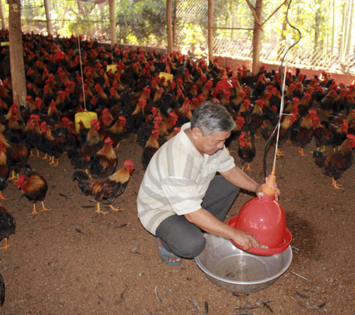 Theo khuyến cáo, đây là thời điểm thời tiết diễn biến thất thường, bà con chăn nuôi cần tiêm phòng đầy đủ và bổ sung vitamin, khoáng chất vào khẩu phần ăn để giảm nguy cơ dịch bệnh trong đàn gia cầm. Trong ảnh: Nông dân tại ấp Bình Mỹ, xã Bình Ba, huyện Châu Đức cho gà ăn.