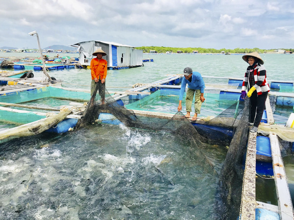 Cử tri đề nghị UBND tỉnh chỉ đạo Sở NN-PTNT phối hợp với UBND TP. Vũng Tàu đẩy nhanh tiến độ, hoàn thành việc sắp xếp lại các khu nuôi cá lồng bè và nhuyễn thể 2 mảnh vỏ tại Long Sơn. Trong ảnh: Nuôi cá lồng bè trên sông Chà Và. Ảnh: QUANG VŨ