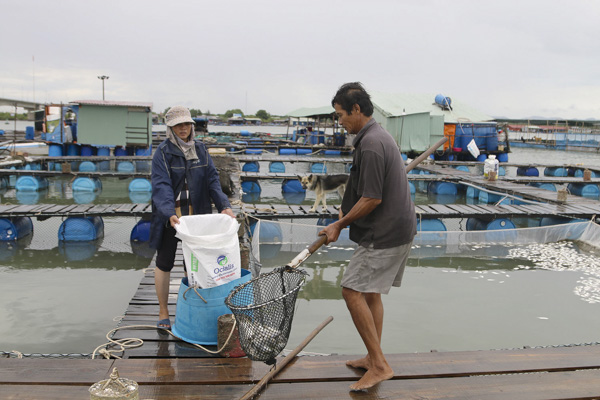 Nhân công vớt cá chết ở lồng nuôi của hộ ông Nguyễn Công Cán (tiểu khu 2, sông Chà Và, xã Long Sơn). Ảnh: QUANG VŨ