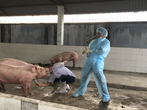 Cán bộ tại Trạm Thú y TX. Phú Mỹ lấy mẫu kiểm dịch tả heo châu Phi bắt buộc đối với heo được vận chuyển vào BR-VT.