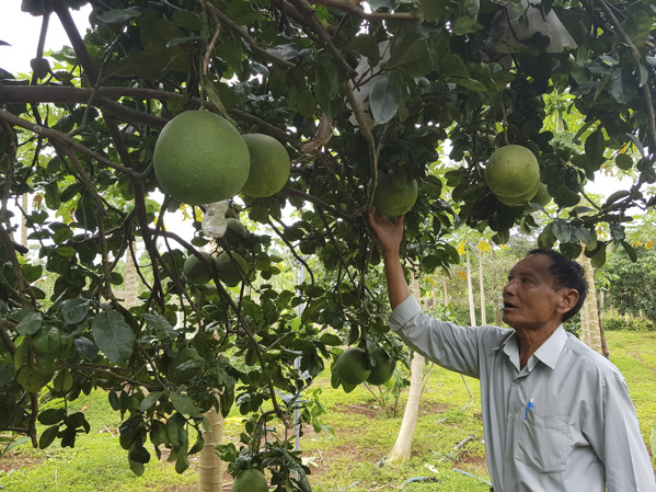 Ông Vũ Viết Thụ (tổ 1, ấp Phong Phú, xã Long Phước, TP. Bà Rịa) là một trong những tấm gương thương binh  làm kinh tế giỏi trên địa bàn tỉnh.