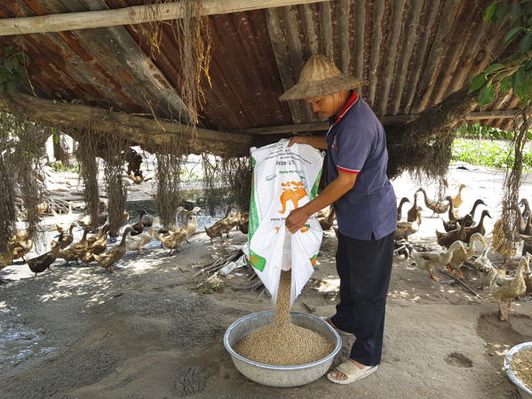 Ông Nguyễn Thế Toản (xã Long Mỹ, huyện Đất Đỏ) chăm sóc đàn vịt của gia đình.