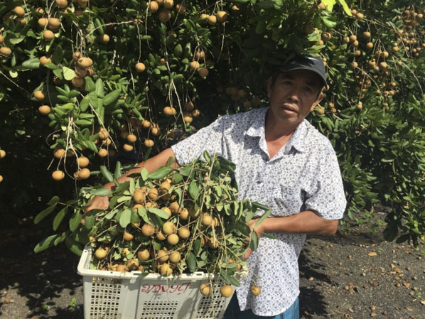 Ông Bùi Quang Duyệt (phường 12, TP.Vũng Tàu) thu hoạch nhãn của gia đình.