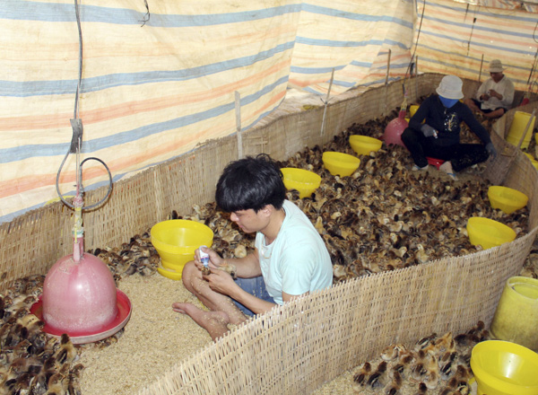 Cơ quan chức năng khuyến cáo, người chăn nuôi cần tiêm phòng đầy đủ để đàn gia cầm không mắc dịch bệnh. Trong ảnh: Tiêm vắc xin phòng cúm gia cầm tại trại gà của ông Nguyễn Văn Tân, xã Suối Rao, huyện Châu Đức.