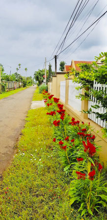 Phong trào đường hoa được chị em phụ nữ huyện Châu Đức hưởng ứng, tạo cảnh quan đẹp cho nông thôn mới. Trong ảnh: Hoa hoàng lạc được trồng dọc hai bên tuyến đường ấp Xuân Trường, xã Sơn Bình (ảnh trái) và hoa mào gà ở thôn Quảng Long, xã Kim Long (ảnh phải).