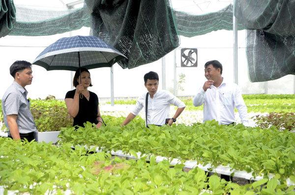 Đoàn huyện Đất Đỏ, Sở Du lịch, Trung tâm Xúc tiến Du lịch tỉnh và các DN lữ hành khảo sát tại nông trại rau sạch Sao Mai (xã Long Mỹ).