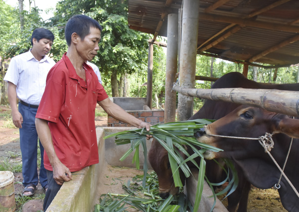 Nhờ nguồn vốn từ Ngân hàng CSXH và UBMTTQVN tỉnh, gia đình ông Nguyễn Văn Thiện (xã Bàu Chinh, huyện Châu Đức) đã vươn lên thoát nghèo. Trong ảnh: Ông Thiện đang chăm sóc đàn bò của gia đình.