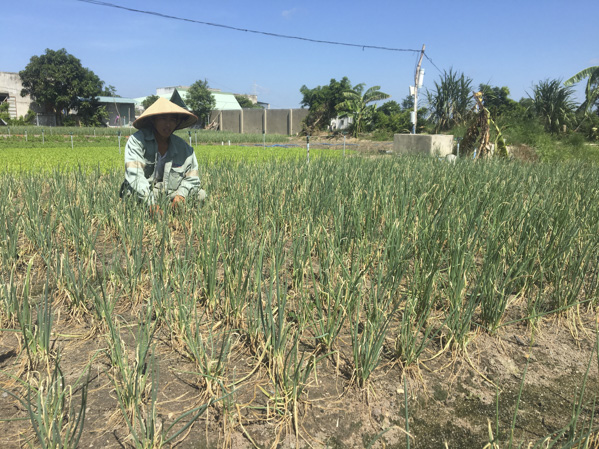 Gần 500m2 hành của gia đình ông Nguyễn Quang Thiêm (thôn Láng Cát, xã Tân Hải) phải nhổ bỏ do bị sâu bệnh.