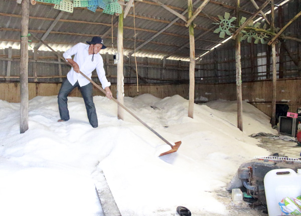 Thu hoạch muối tại xã An Ngãi, huyện Long Điền.  