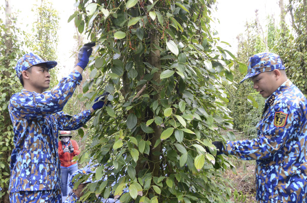 Tuổi trẻ BR-VT tình nguyện học Bác, xung kích trong hoạt động tình nguyện. Trong ảnh: ĐVTN giúp nông dân huyện Châu Đức thu hoạch tiêu.  Ảnh: MINH THANH