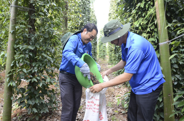 Đoàn viên thanh niên TX.Phú Mỹ  tình nguyện giúp nông dân Châu Đức  thu hoạch tiêu. Ảnh: MINH QUANG