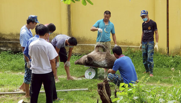 Các địa phương thành lập các đội cơ động để ứng phó với dịch tả heo châu Phi. Trong ảnh: Tiêu hủy heo mắc bệnh tại phường 11, TP. Vũng Tàu.