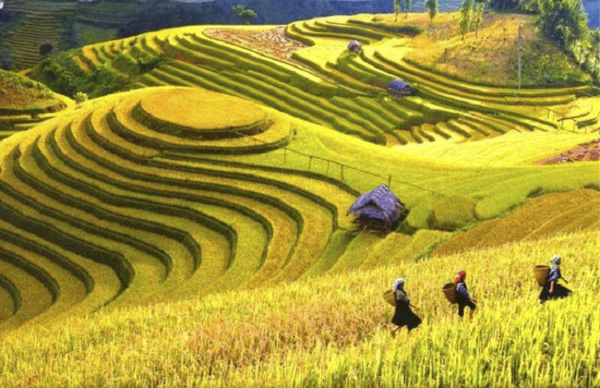 Những thửa ruộng bậc thang vàng rực vào mùa lúa chín ở Mù Cang Chải.