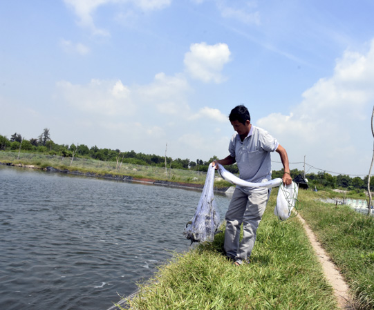 Ông Lê Trọng Nghĩa, ấp An Hải, xã Lộc An thu hoạch tôm. Ảnh: QUANG VINH